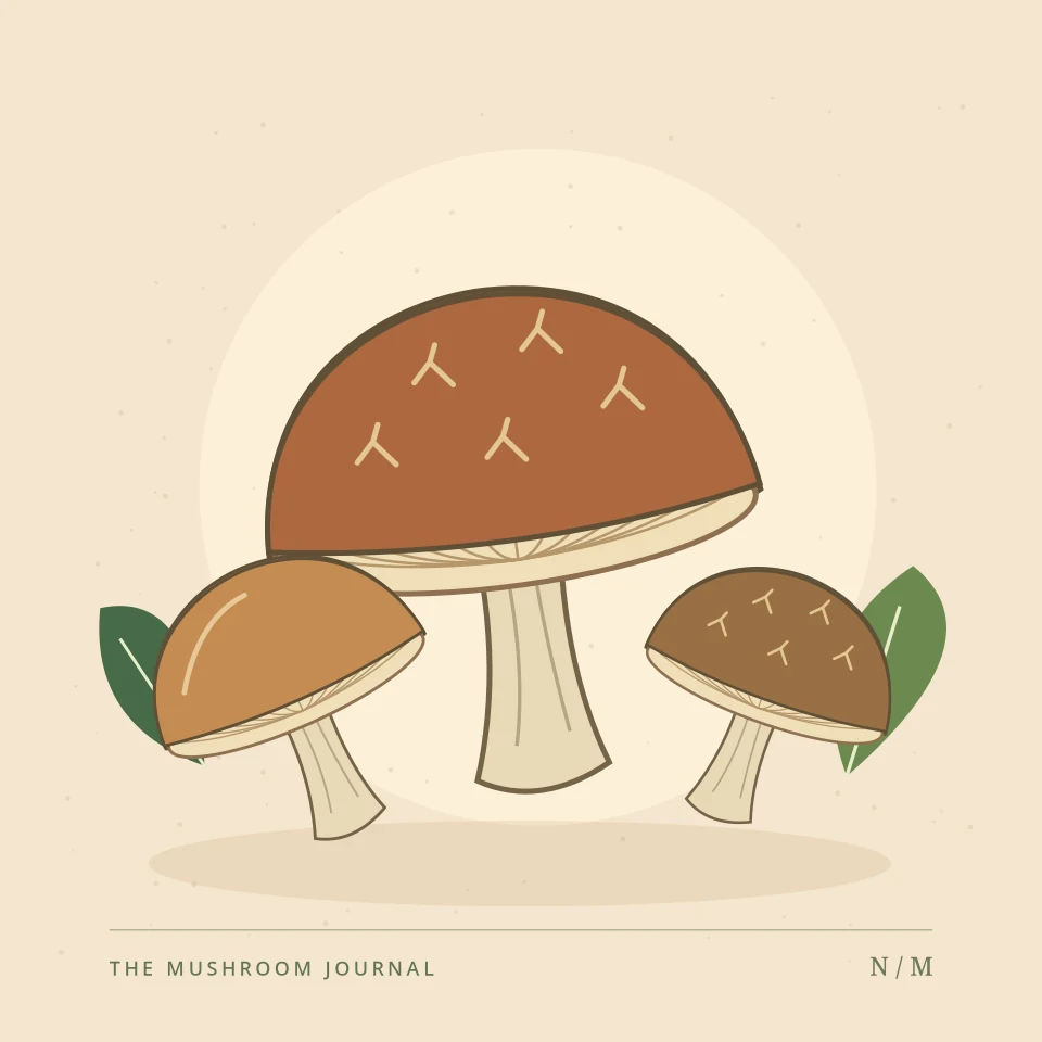 Botanical illustration of brown cultivated culinary mushrooms