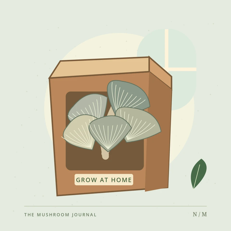 Illustration of an oyster mushroom home-growing kit
