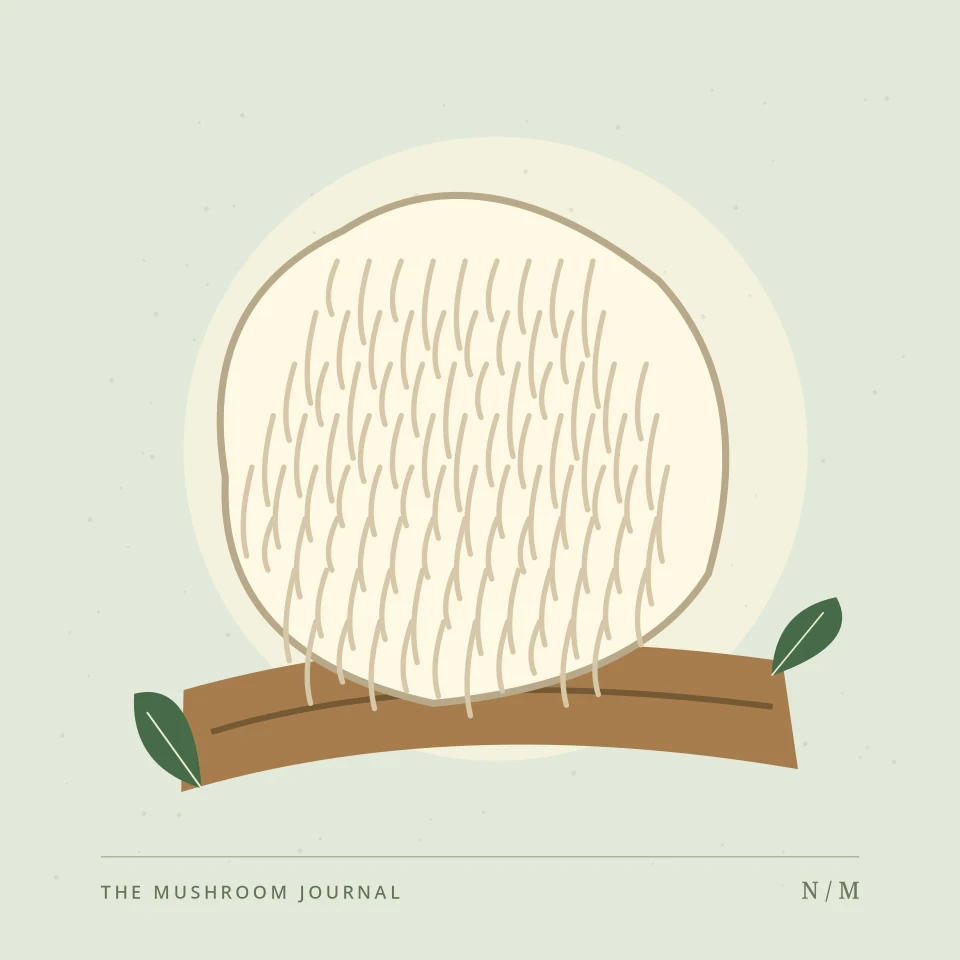 Decorative botanical illustration of cultivated lion’s mane mushrooms