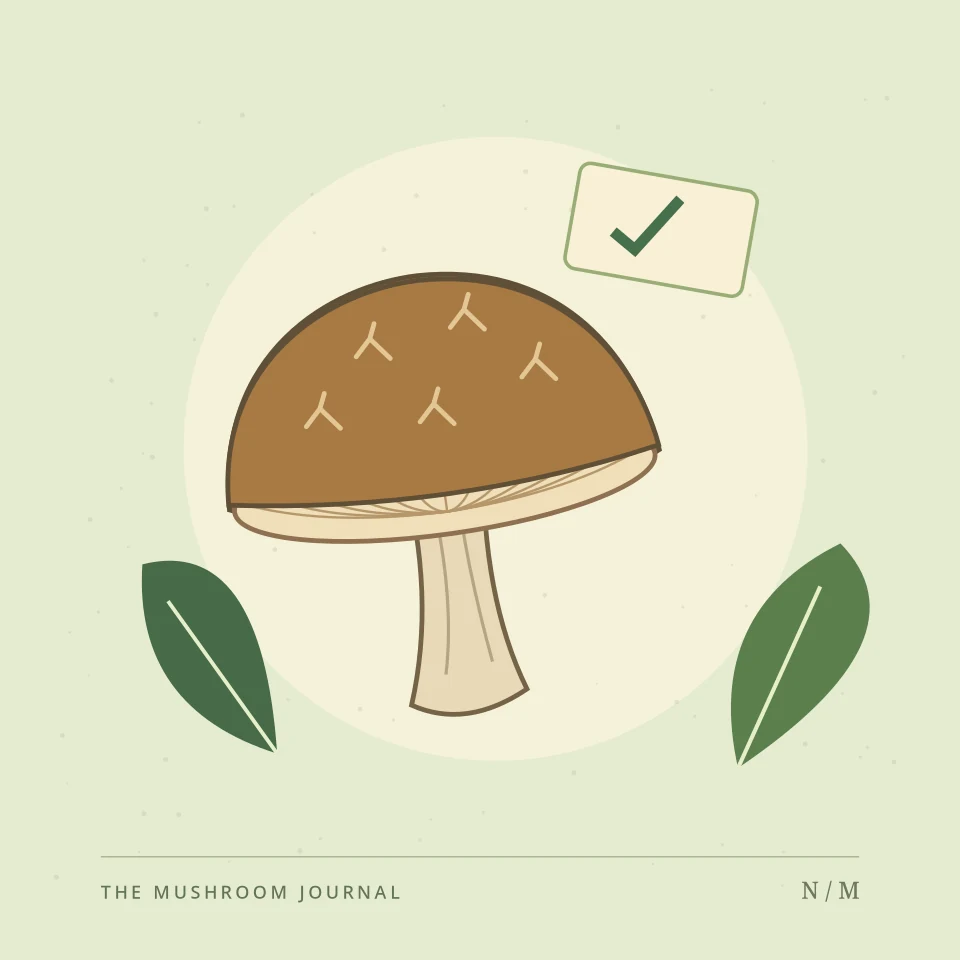 Botanical mushroom and leaf illustration for organic sourcing