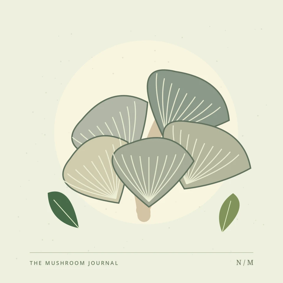 Decorative botanical illustration of cultivated oyster mushrooms