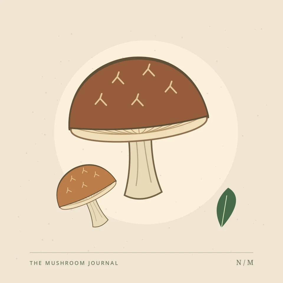 Decorative botanical illustration of cultivated shiitake mushrooms